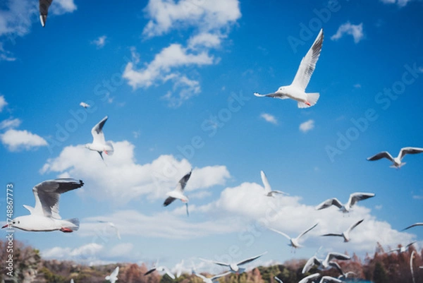 Obraz 冬に渡ってきたカモメの群れ