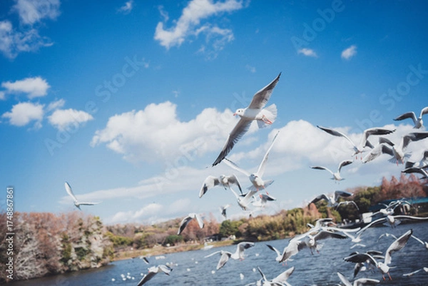 Obraz 冬に渡ってきたカモメの群れ
