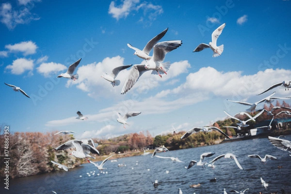 Obraz 冬に渡ってきたカモメの群れ