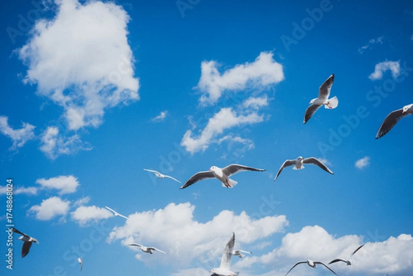 Obraz 冬に渡ってきたカモメの群れ