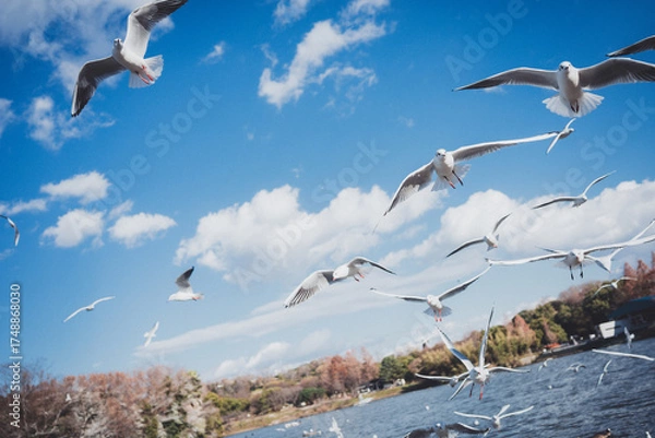 Obraz 冬に渡ってきたカモメの群れ