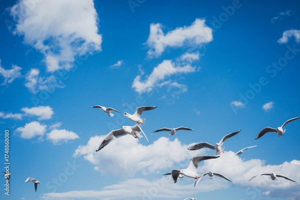 Obraz 冬の青空とカモメ