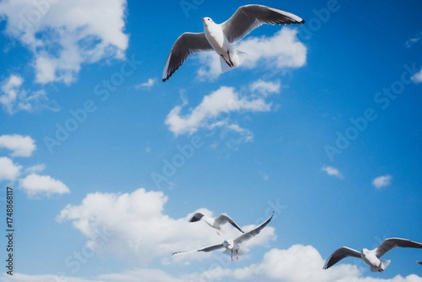 Obraz 冬の青空とカモメ