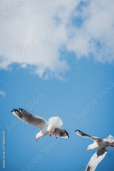 Obraz 冬の青空とカモメ