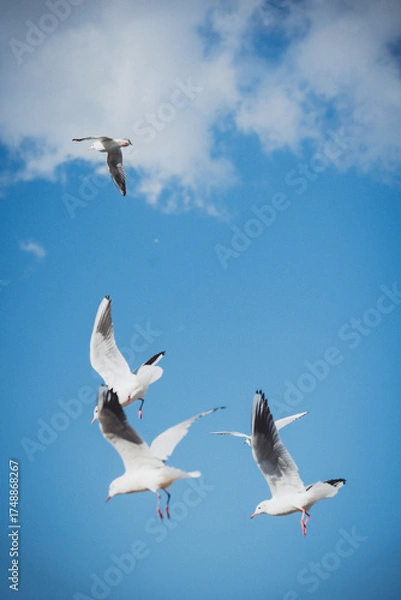 Obraz 冬の青空とカモメ