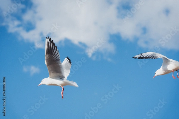 Obraz 冬の青空とカモメ