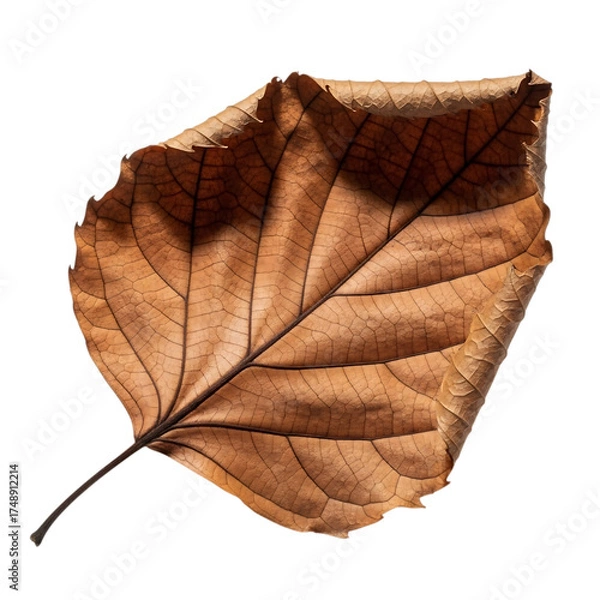 Fototapeta Close-up view of a single, dried, brown leaf with intricate veins and texture, isolated on white.