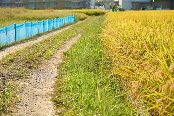 Obraz 田んぼの間を通る農道。秋らしい日本ののどかな田園風景。