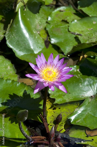 Fototapeta 睡蓮の花