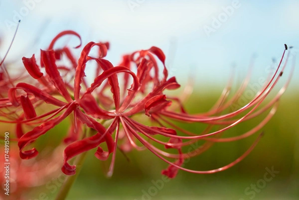 Obraz 彼岸花の抽象的な美しさ。ボケのある背景