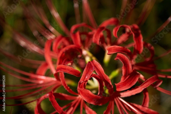 Obraz 秋の哀愁：光と影の中の赤い花と雄しべのライン