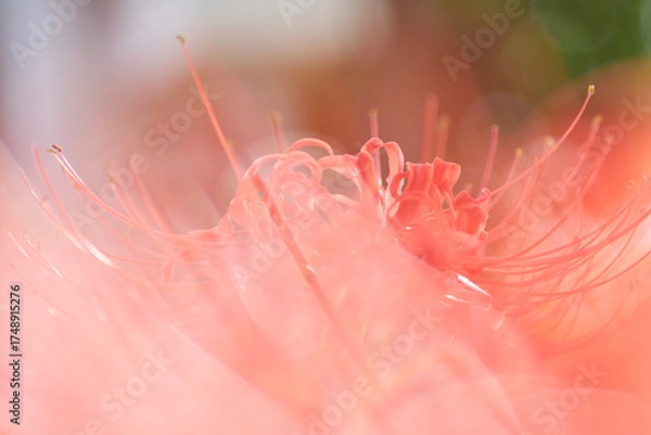 Obraz 彼岸花の抽象的な美しさ。ボケのある前景・背景