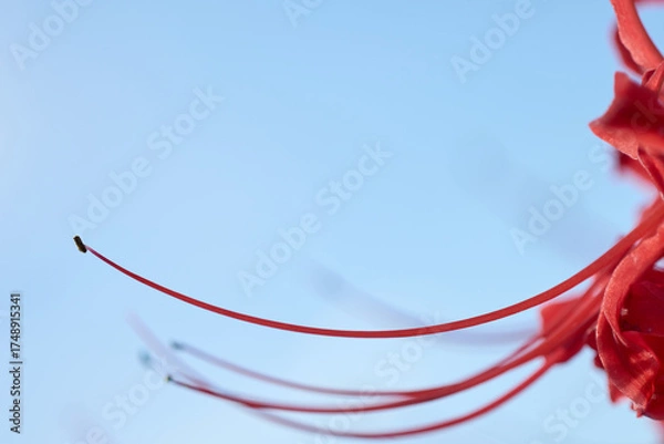 Obraz 彼岸花のクローズアップ：繊細な朱色のラインと花粉