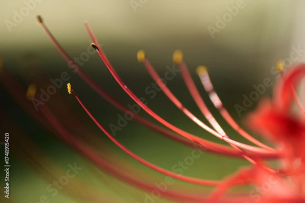 Obraz 彼岸花のクローズアップ：繊細な朱色のラインと花粉