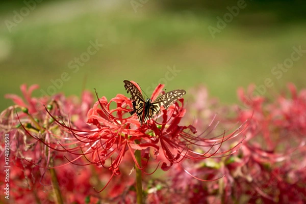 Obraz 彼岸花にとまったアゲハ蝶。秋らしい日本ののどかな田園風景