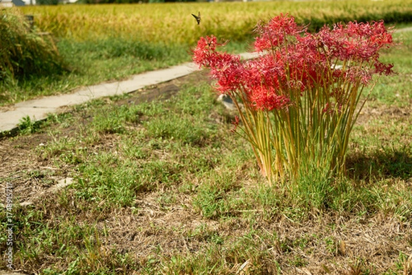 Obraz 彼岸花に飛んでくるアゲハ蝶。秋らしい日本ののどかな田園風景