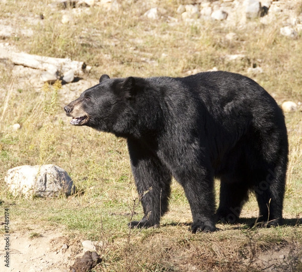 Obraz Black Bear