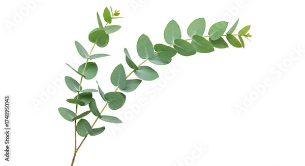 Obraz A delicate sprig of fresh green eucalyptus leaves isolated on a white background.