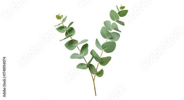 Obraz A single sprig of fresh eucalyptus leaves with its characteristic round shape and silvery green color.