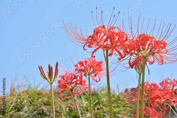 Fototapeta ヒガンバナ　青空

