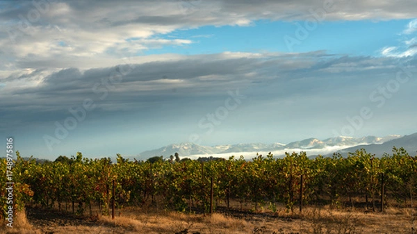 Fototapeta Dramatic early morning image of a vineyard in So oma California with fog covered hills in background.