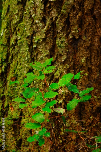 Fototapeta a picture of an Pacific Northwest forest with a Douglas fir tree and salal