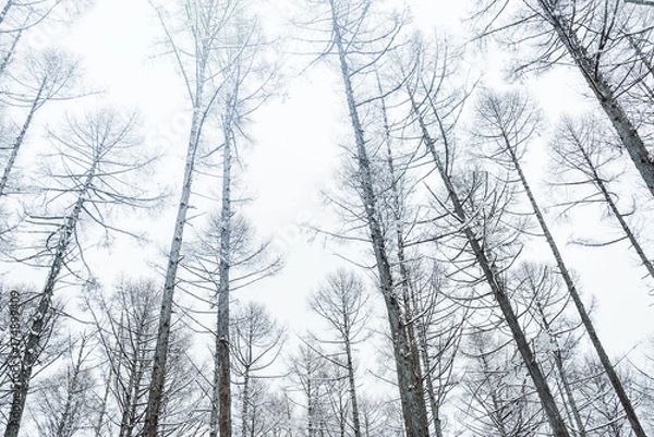 Fototapeta 雪の森林、冬の風景。