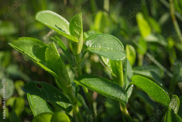 Fototapeta Close-up of Alyce clover leaves with water droplets, grown as forage for livestock. Fresh green foliage in natural light, ideal for agricultural and botanical use.