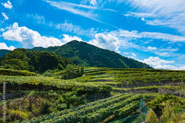 Fototapeta 山梨県葡萄畑の風景