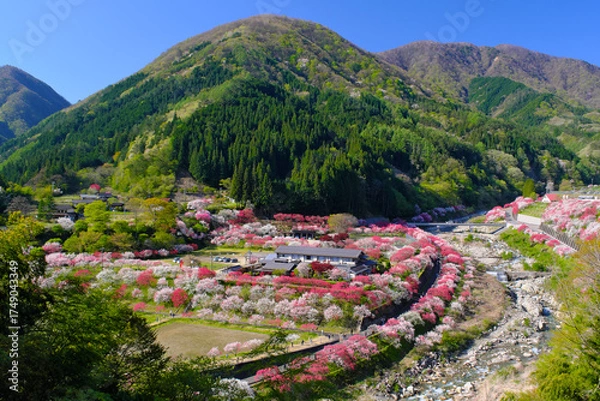 Obraz 花桃の里　長野県阿智村