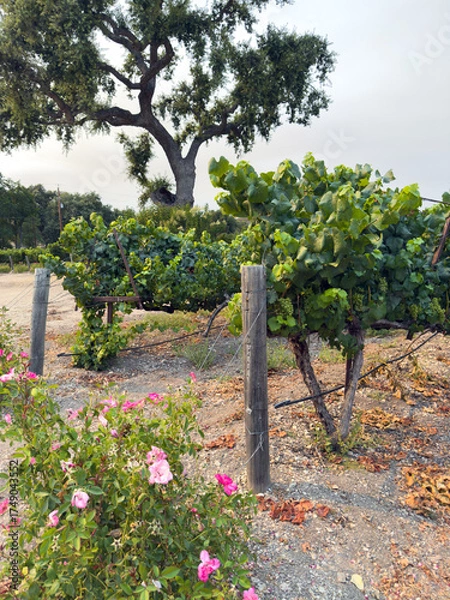 Fototapeta Grape harvest. Vineyards with grapevine in the evening sun. Large bunches of grapes hang from an old vine. High quality photo