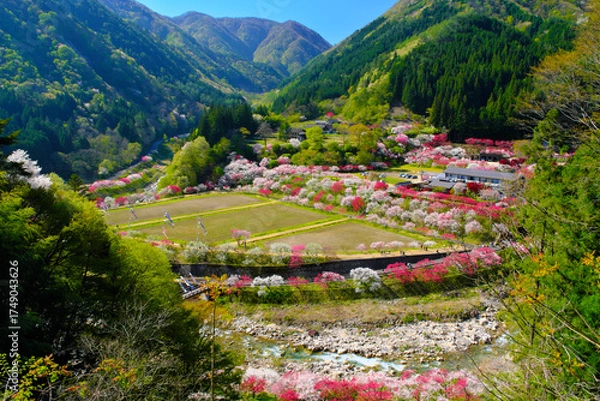 Obraz 花桃の里　長野県阿智村