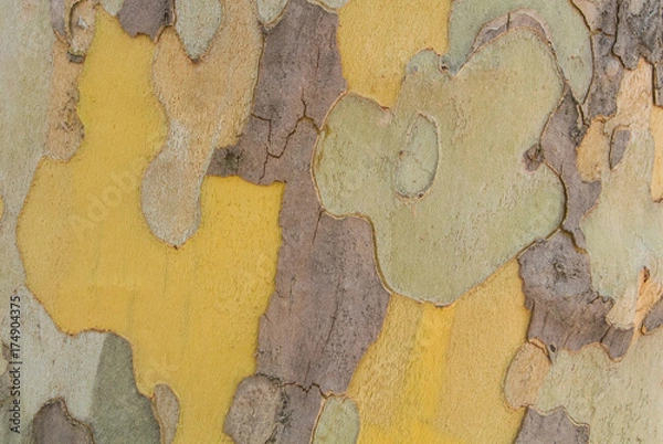 Fototapeta Close-up macro background of camouflage colorful abstract pattern of sycamore tree bark.