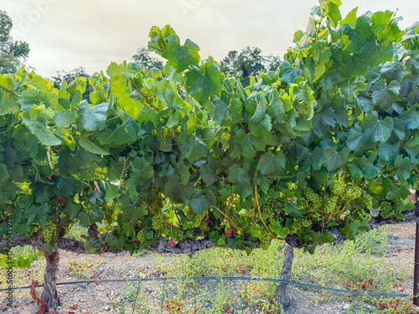 Fototapeta Grape harvest. Vineyards with grapevine in the evening sun. Large bunches of grapes hang from an old vine. High quality photo
