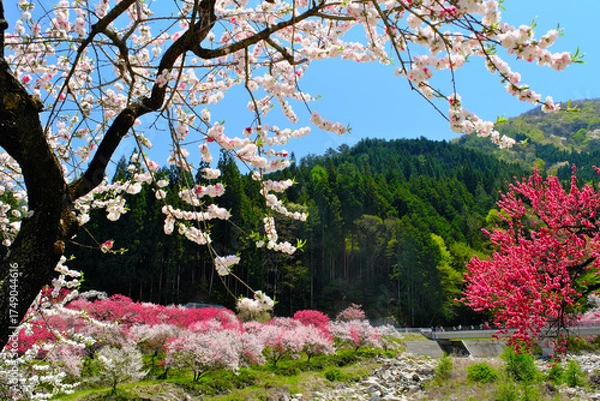 Obraz 花桃の里　長野県阿智村