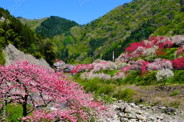 Obraz 花桃の里　長野県阿智村