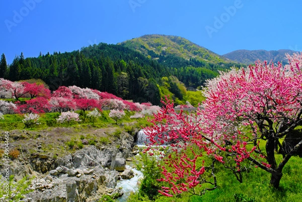 Obraz 花桃の里　長野県阿智村