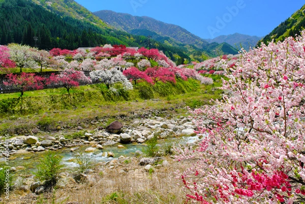Obraz 花桃の里　長野県阿智村