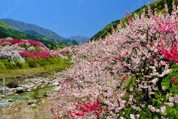 Obraz 花桃の里　長野県阿智村

