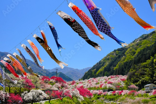 Obraz 鯉のぼり舞う花桃の里　長野県
