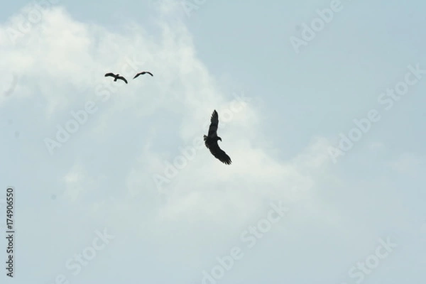 Obraz Seeadler und Bussarde