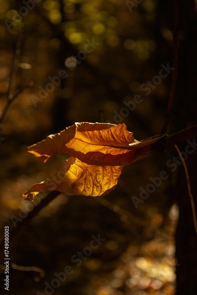 Obraz Fallen leaves on a branch