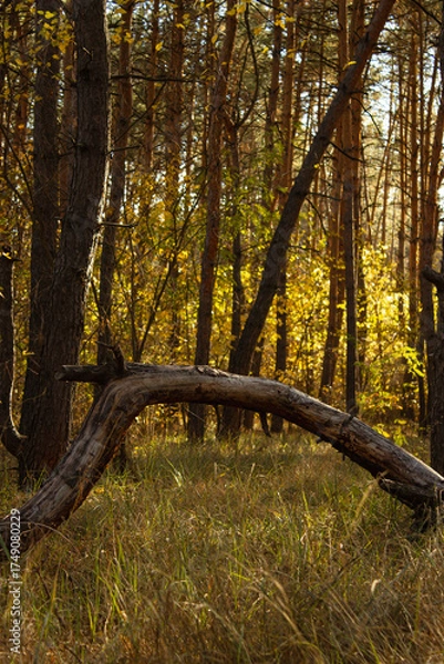 Obraz Pine branch on grass in the forest