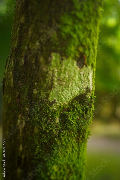Obraz Musgo en la corteza