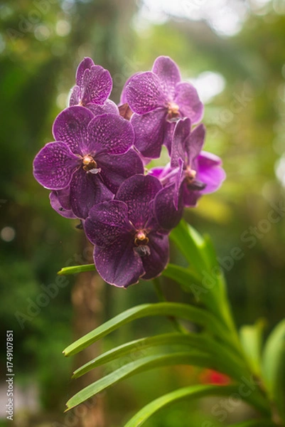 Obraz Orquídeas moradas 