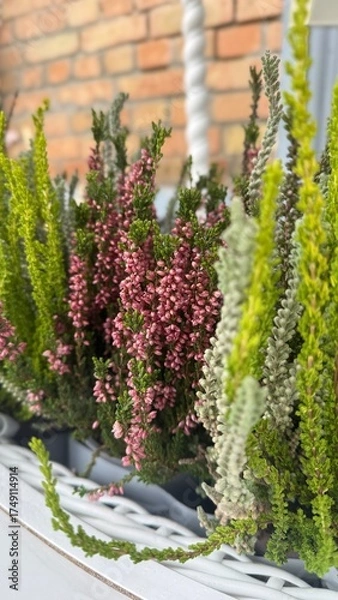 Fototapeta flowers in a garden