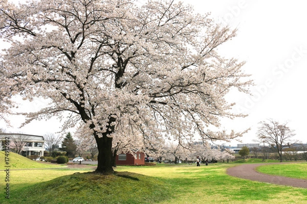 Fototapeta 鳥見山公園の桜（福島県・鏡石町）