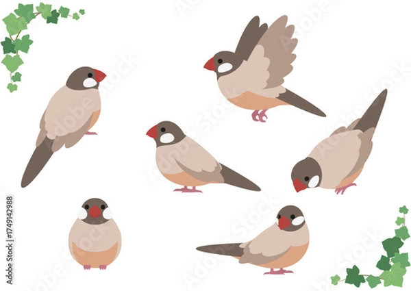 Obraz かわいいシナモン文鳥のベクターイラスト素材セット