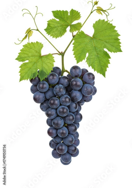 Fototapeta Multiple fresh, ripe, plump purple grapes on a lush green vine with detailed leaves and tendrils, studio isolated on transparent background with copy space, concept of natural abundance