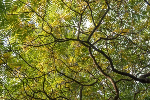 Fototapeta Blätterdach vom Essigbaum